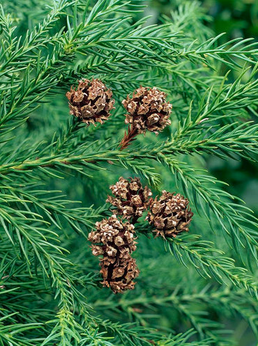Cryptomeria Japonica (Japanese Cedar) Tree Seeds for Planting – Heirloom, Non-GMO, Drought-Tolerant