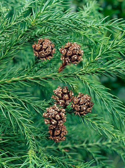 Cryptomeria Japonica (Japanese Cedar) Tree Seeds for Planting – Heirloom, Non-GMO, Drought-Tolerant