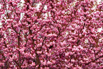 Japanese Flowering Cherry Tree Prunus Serrulata Oriental Flower Seeds heirloom non-gmo organic garden seeds