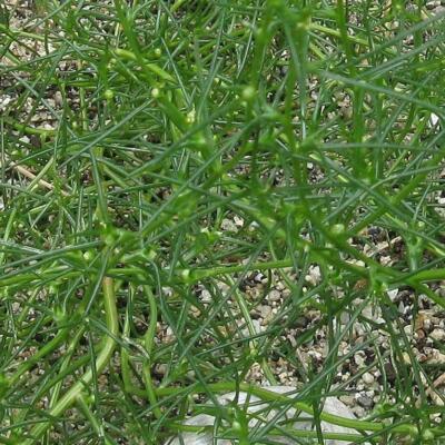 Saltwort Okahijiki Japanese Greens (Salsola komarovii) Leaf Vegetable Seeds