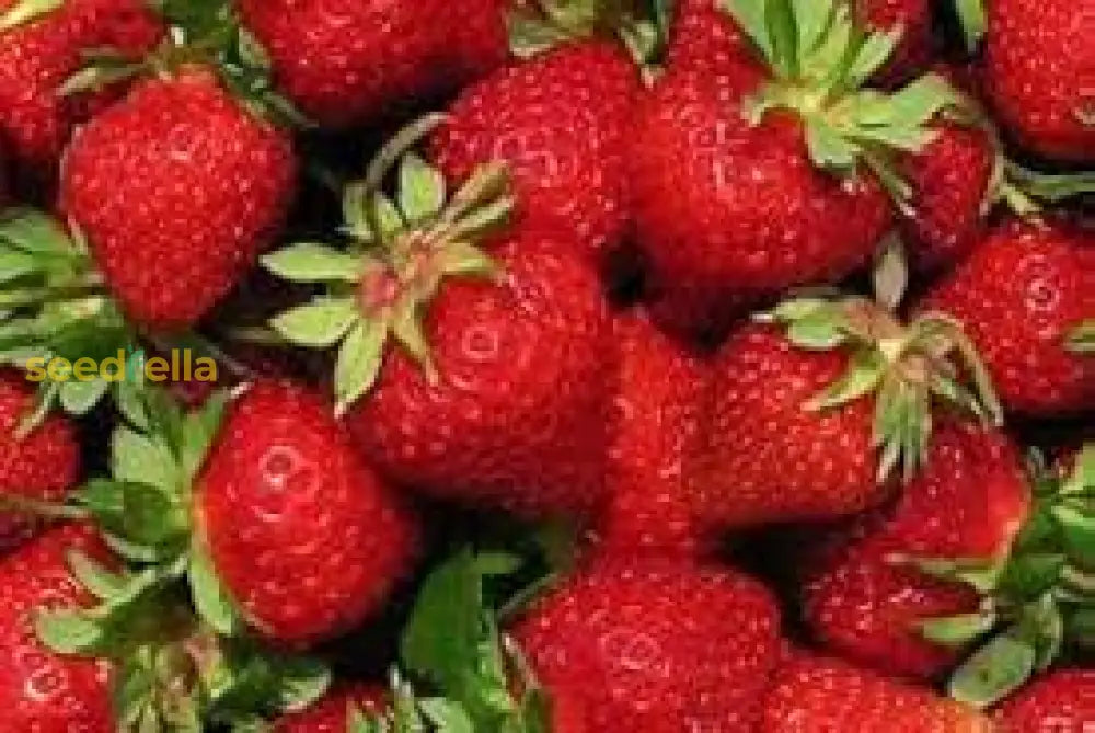 Japanese Hokowase Strawberry Seeds For Planting Sweet & Juicy Fruit Seeds heirloom non-gmo organic garden seeds