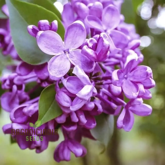 Fliederblumensamen