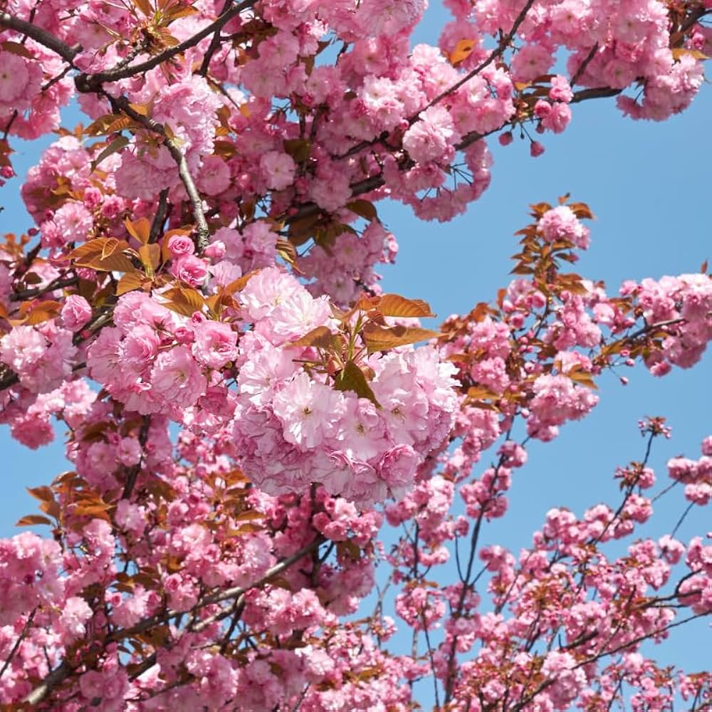 Japanese Mountain Cherry (Prunus serrulata spontanea) Hill Cherry Tree Seeds with Pink & White Flowers and Red Fruit