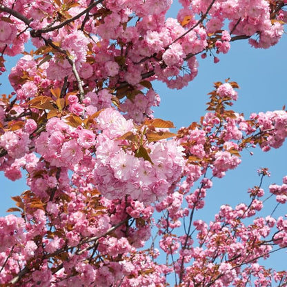 Japanese Mountain Cherry (Prunus serrulata spontanea) Hill Cherry Tree Seeds with Pink & White Flowers and Red Fruit