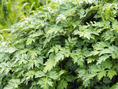 Japanese Mugwort Artemisia Princeps Korean Wormwood Yomagi Herb Yellow Flower Seeds heirloom non-gmo organic garden seeds