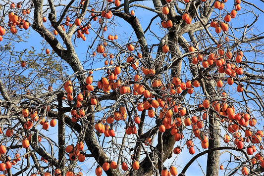 Japanese Persimmon Tree Diospyros Kaki – Asian Persimmon, Orange Red Fruit, Flower Seeds heirloom non-gmo organic garden seeds