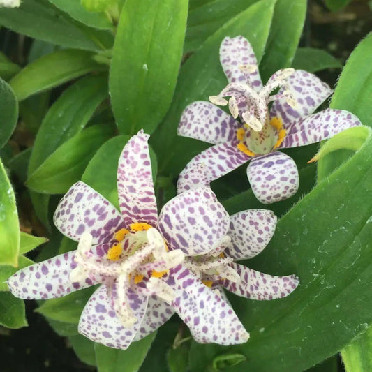 Japanese Toad Lily Flower Seeds