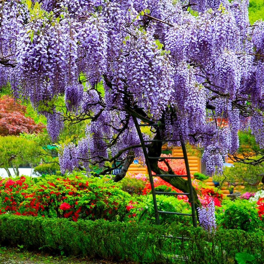 japanese Wisteria Flowering Seeds for Garden Trellises and Pergolas