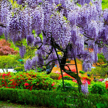 japanese Wisteria Flowering Seeds for Garden Trellises and Pergolas