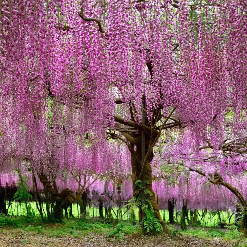 Japanese Wisteria Tree Seeds for Planting and Gardening