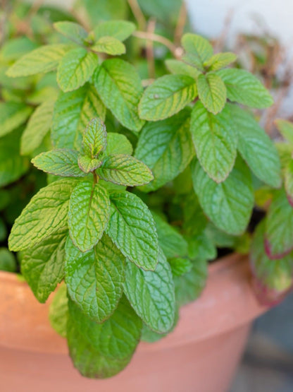 Spearmint Mentha Spicata Seeds