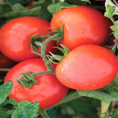 Jet Star Tomato Vegetable Seeds
