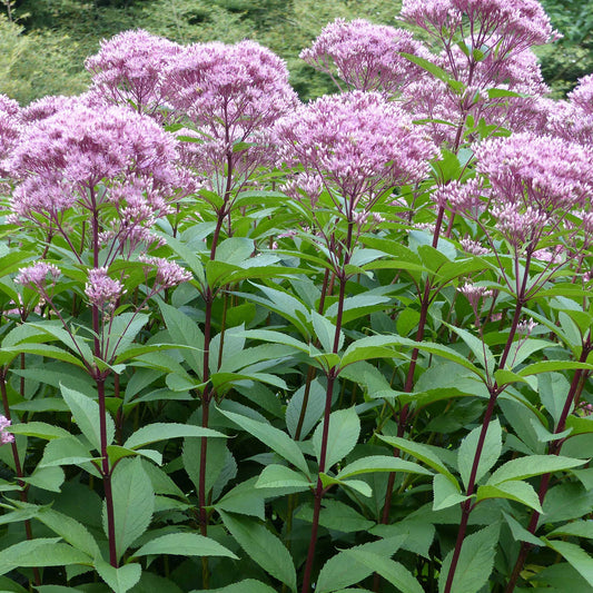 Spotted Joe-Pye Weed Flower Seeds