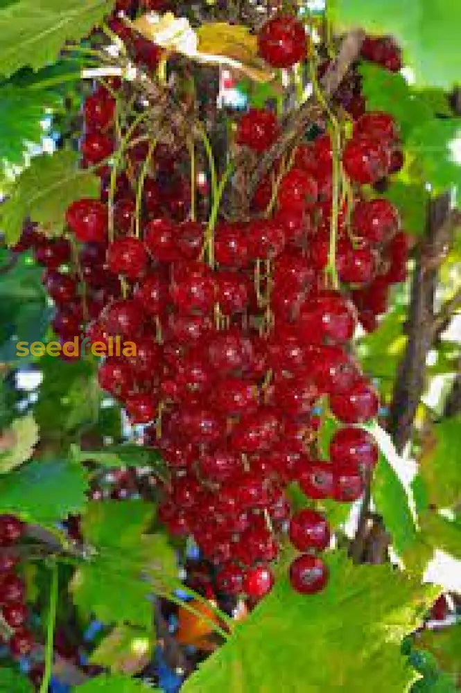 Johannisbeere Red Fruit Seeds for Planting - Grow Your Own Juicy Currants!
