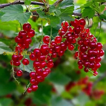 Johannisbeere Red Fruit Seeds For Planting Grow Your Own Juicy Currants! heirloom non-gmo organic garden seeds