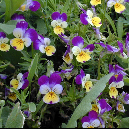 Viola Tricolor Flower Seeds