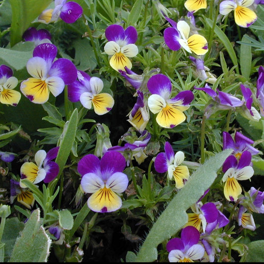 Viola Tricolor Flower Seeds