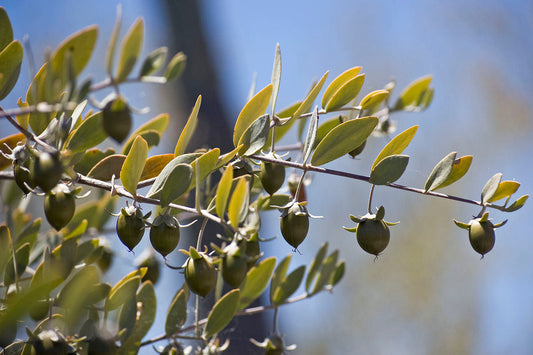 Jojoba Simmondsia Chinensis Fruit Nut Oil Evergreen Shrub Seeds – Grow Your Own Oil Producing Plant heirloom non-gmo organic garden seeds