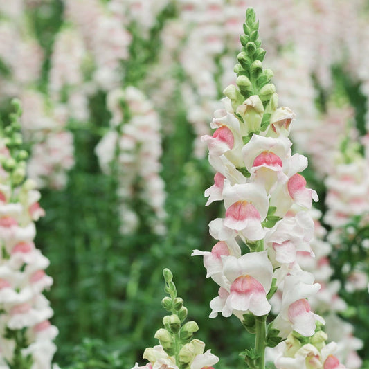 Snapdragon 'Appleblossom' Flower Seeds