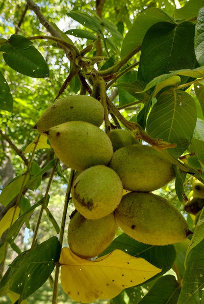 Butternussbaum-Samen - Juglans cinerea