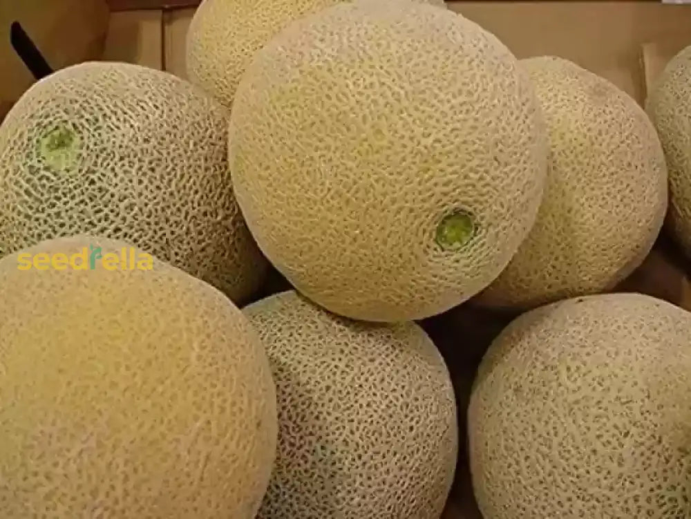 Brown Dew Melon Seeds for Planting