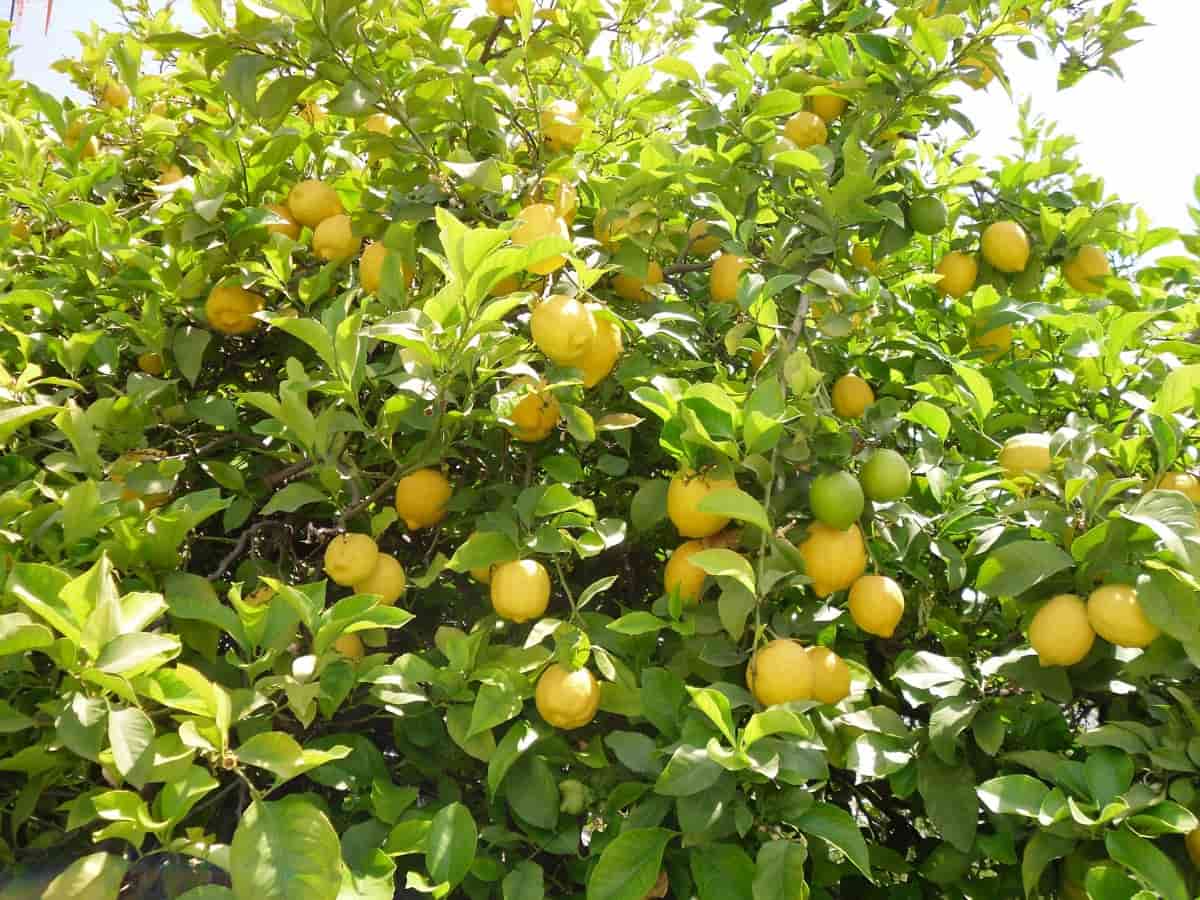 Ponderosa Lemon Tree Seeds for Planting - Grow Your Own Lemons