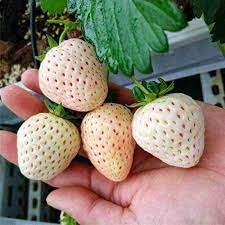 Juicy Strawberry Seeds For Planting heirloom non-gmo organic garden seeds