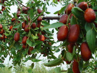 Red Chinese Date Tree (Ziziphus jujuba) Edible Fruit – Jujube Tree Seeds