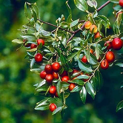 Jujube Tree Seeds - Ziziphus jujuba