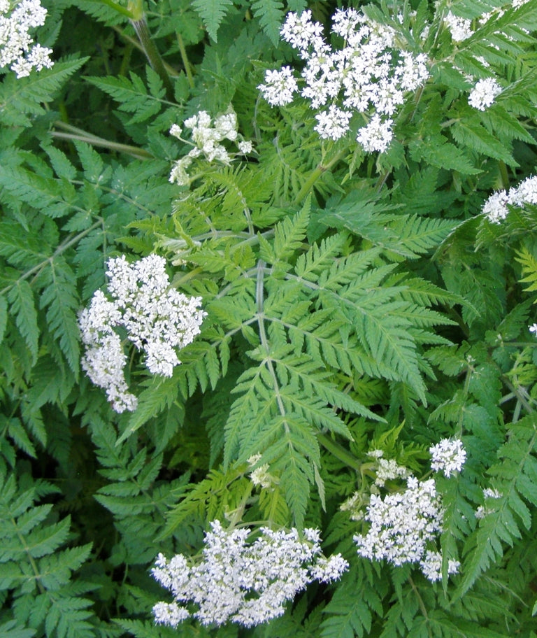 シセリーの花の種まき用 - 鮮やかな色彩、伝統種で遺伝子組み換えなしの家庭菜園用種子