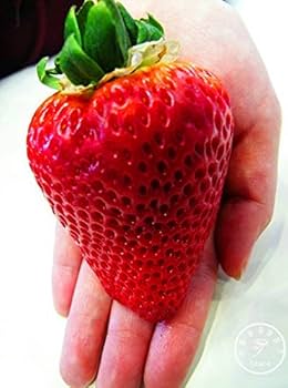 Giant Strawberry (Fragaria spp.) June Bearing Huge Red Berry Fruit White Flower Seeds