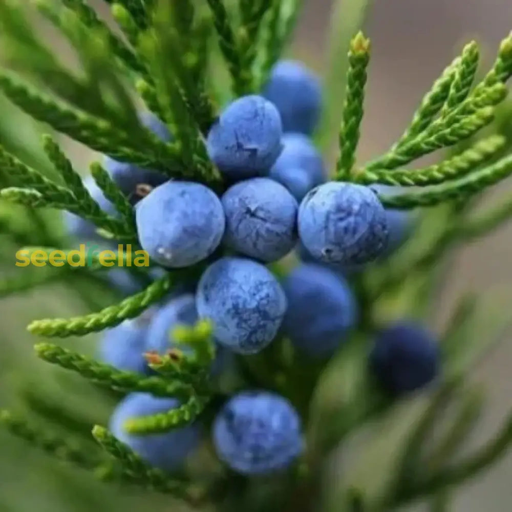 Black Juniper Berry Seeds for Planting