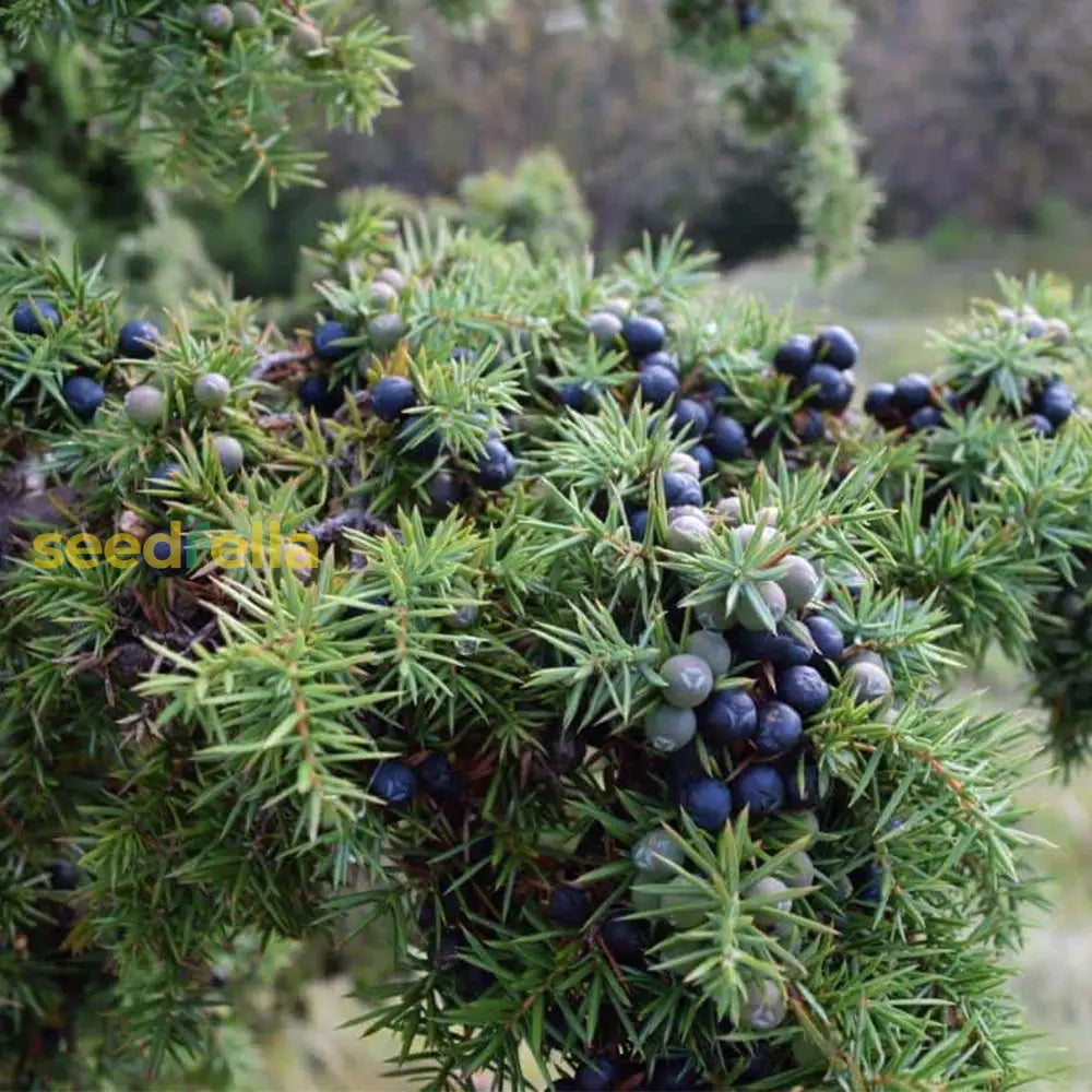 Juniperus Fruit Planting Seeds For Garden Grow Hardy Evergreen Shrub With Aromatic Berries, Perfect For Spring Or Fall Planting heirloom non-gmo organic garden seeds