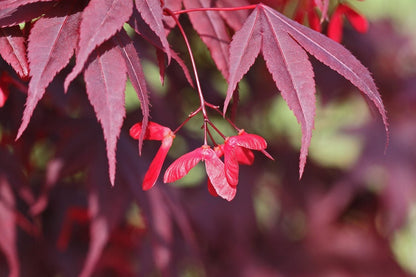 Red Dragon Japanese Maple Herb Seeds