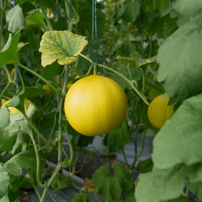 Casaba Melon Fruit Seeds