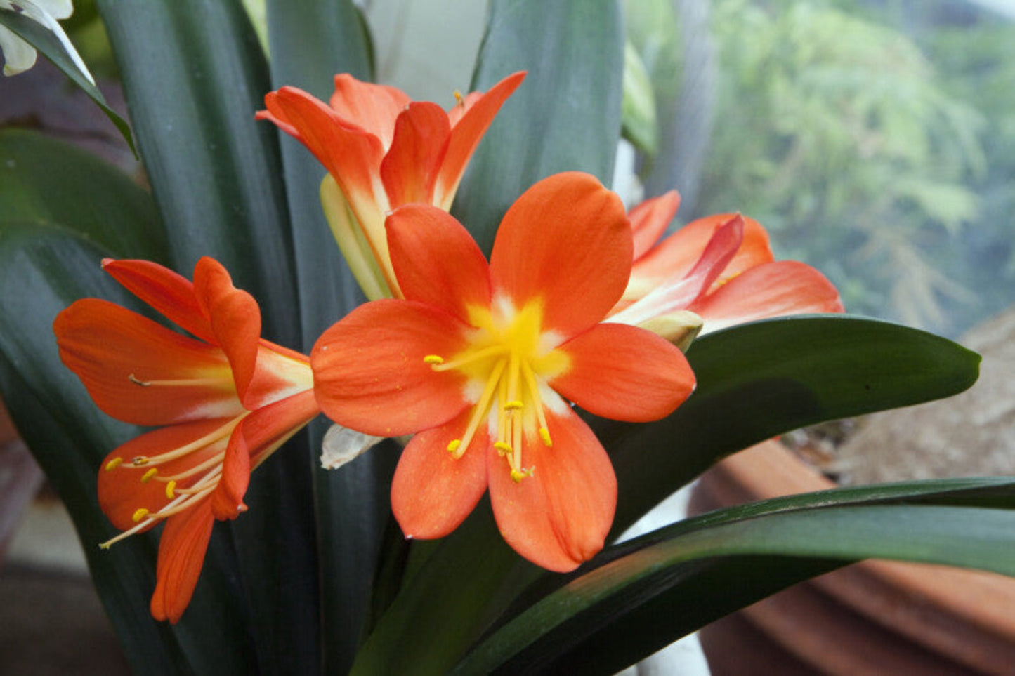 Kaffir Lily Flower Seeds