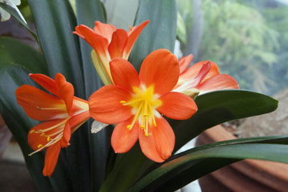 Kaffir Lily Flower Seeds