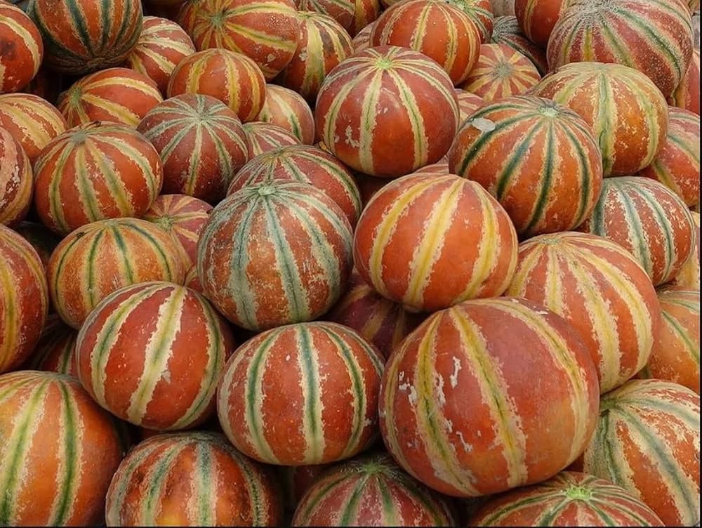 Mixed Kajari Melon Seeds for Planting