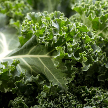 Kale (Brassica oleracea) Vegetable Seeds for Planting – Heirloom, Non-GMO, Easy to Grow, Annual