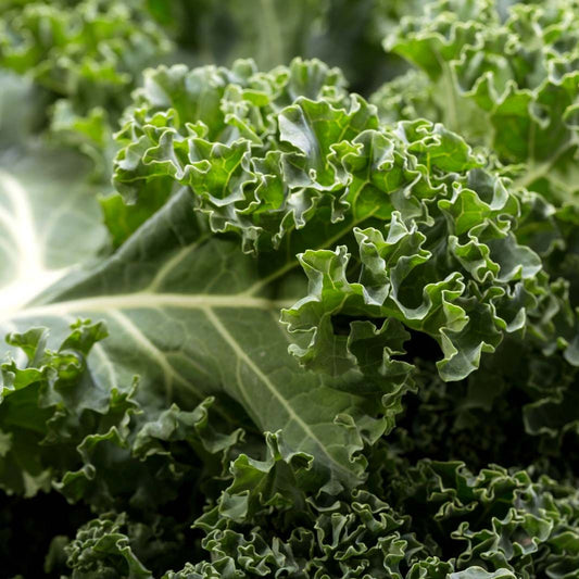 Kale Vegetable Seeds