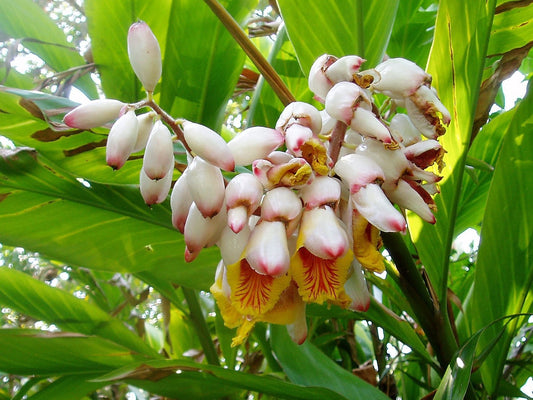 Kat Ginger Alpinia Katsumadai Hayata Pink & Yellow Shell Flower Herb Seeds heirloom non-gmo organic garden seeds