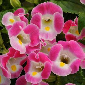 Pink Torenia Flower seeds for Planting - Garden Favorite, Heirloom & GMO Free Seeds for Home Garden