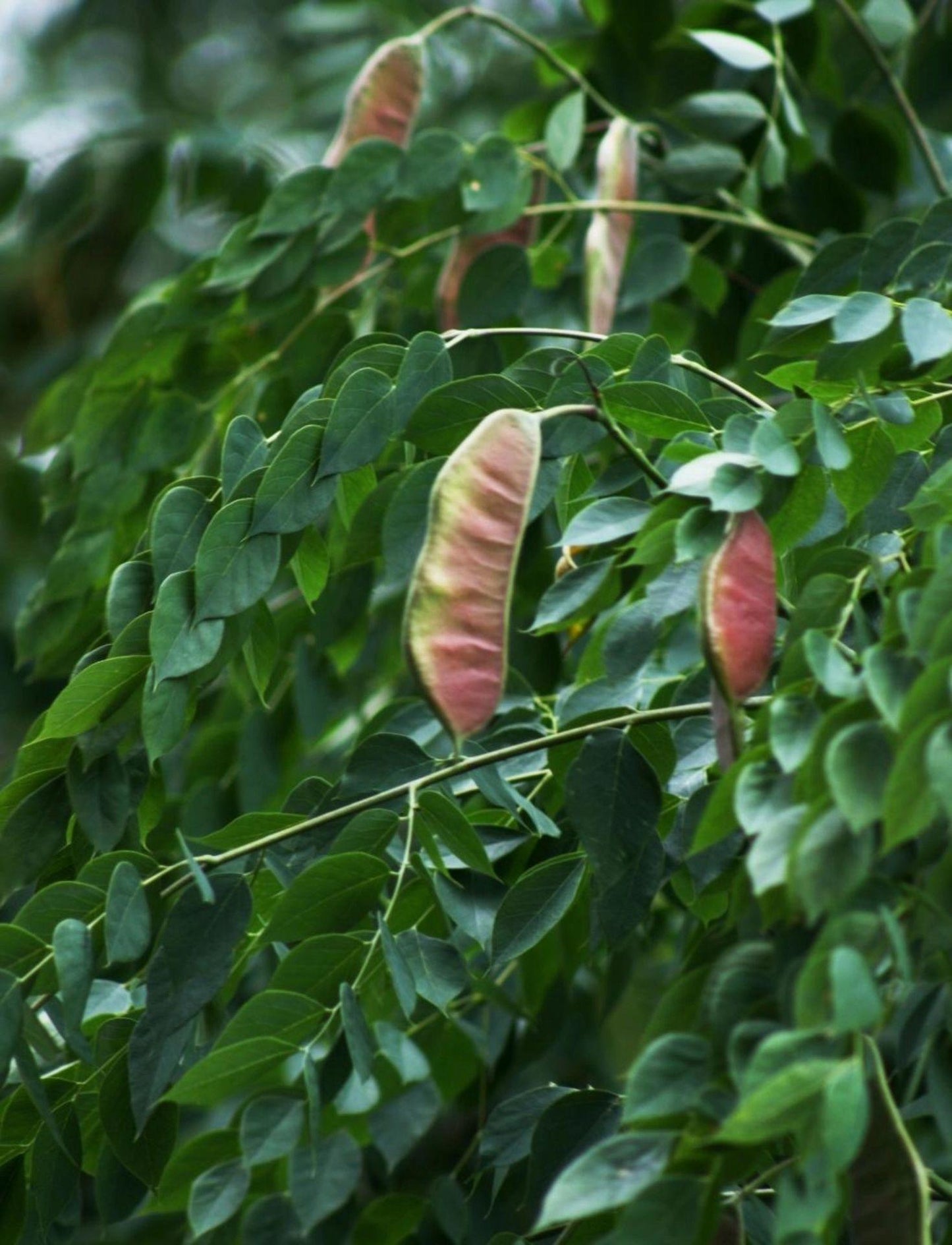 Kentucky Coffee Tree (Gymnocladus dioicus) Seeds