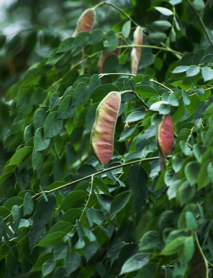 Kentucky Coffee Tree (Gymnocladus dioicus) Seeds
