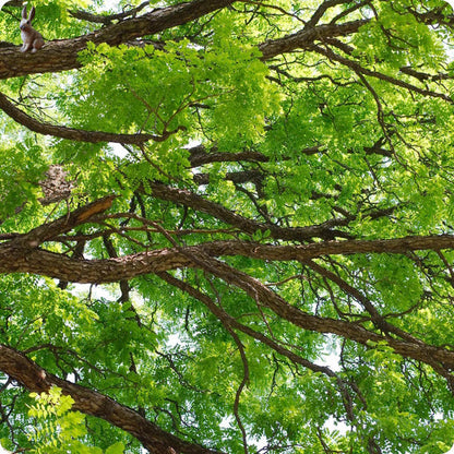 Kentucky Coffee Tree Gymnocladus Dioicus Seeds heirloom non-gmo organic garden seeds