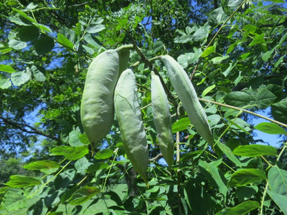 Kentucky Coffee Tree (Gymnocladus dioicus) Seeds