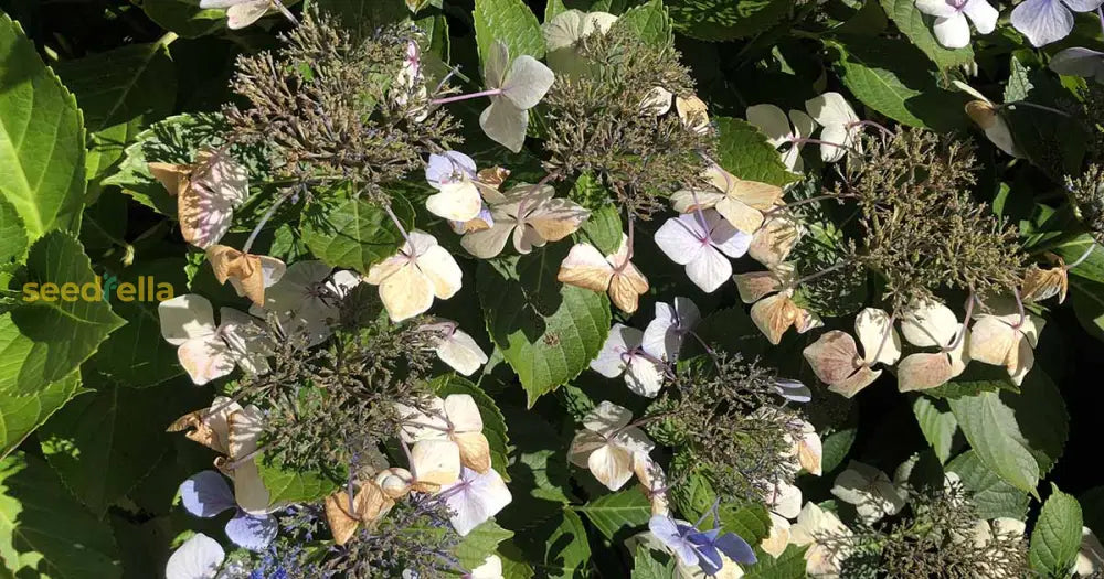 Khaki Hydrangea Seeds For Planting Flower