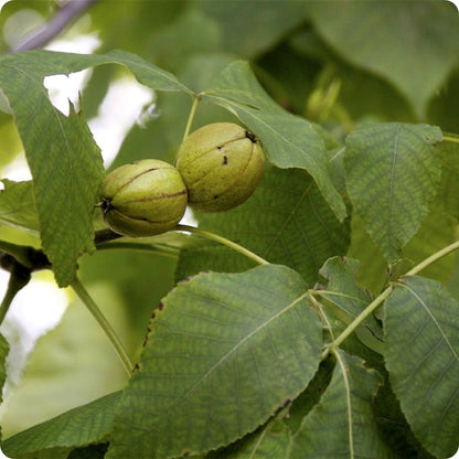 Kingnut Hickory Seeds Carya Laciniosa heirloom non-gmo organic garden seeds
