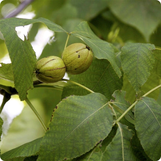 Kingnut Hickory Seeds Carya Laciniosa heirloom non-gmo organic garden seeds