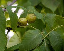 Kingnut Hickory Samen - Carya laciniosa